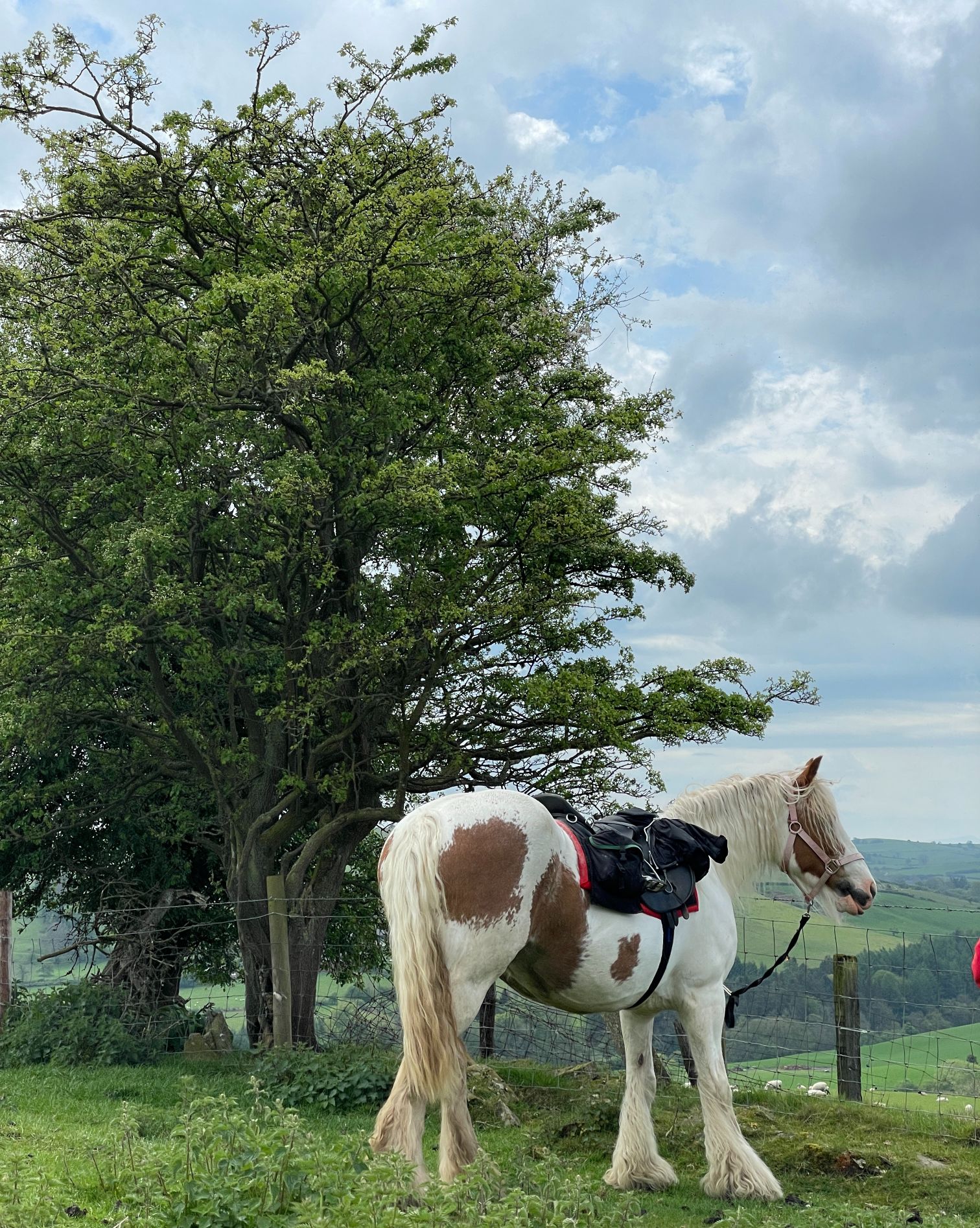 How much does traveling the world on horseback cost Budgeting tips